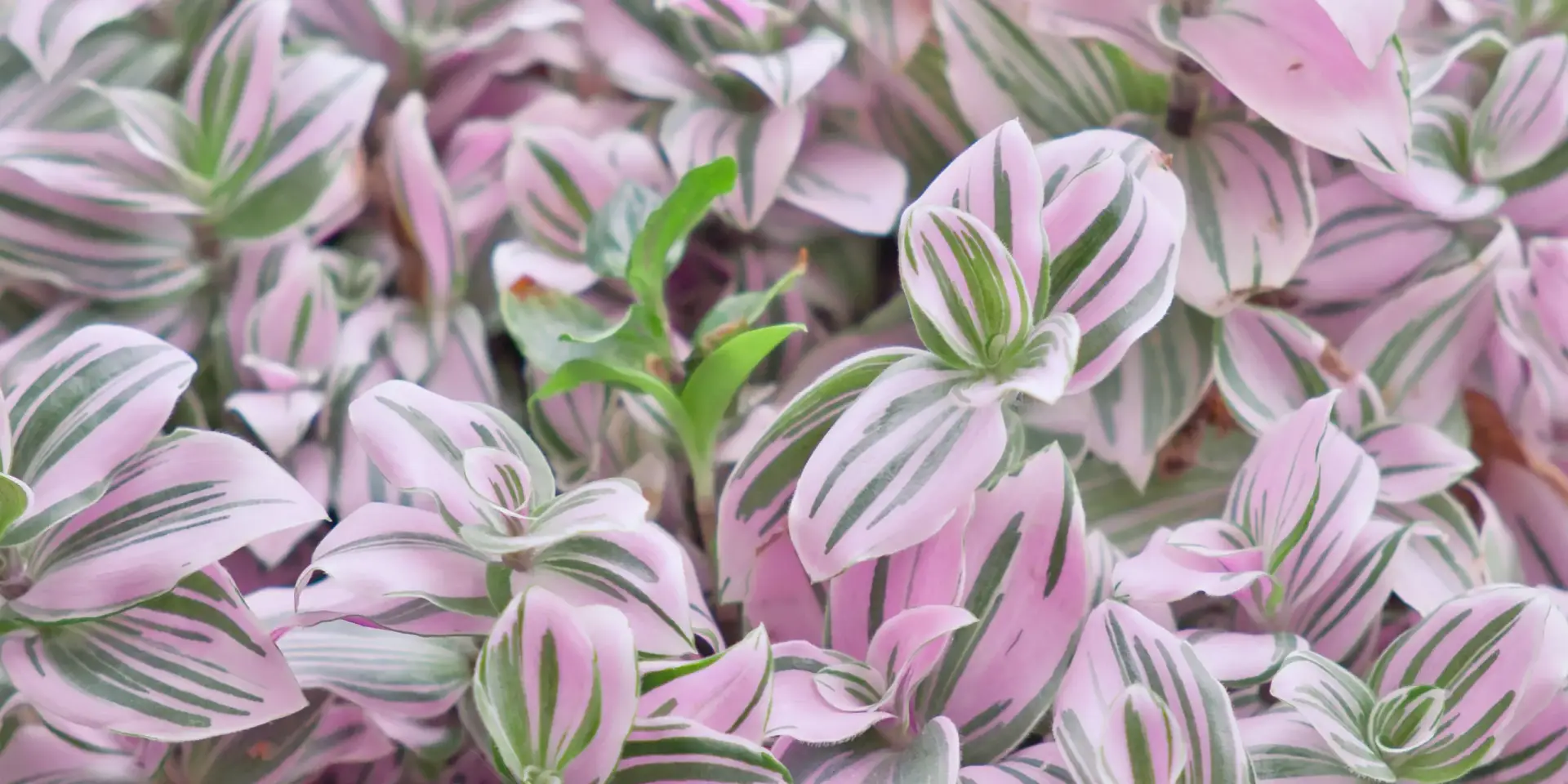 tradescantie-rostlinkovo