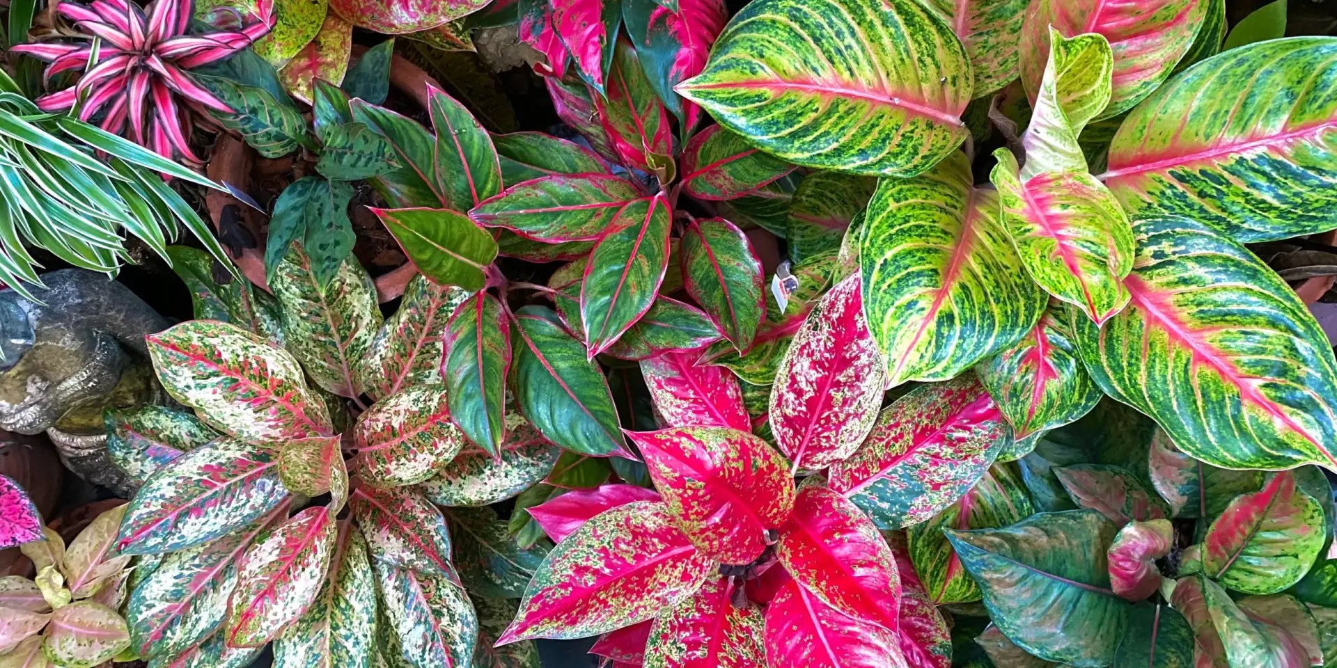 aglaonema-rostlinkovo