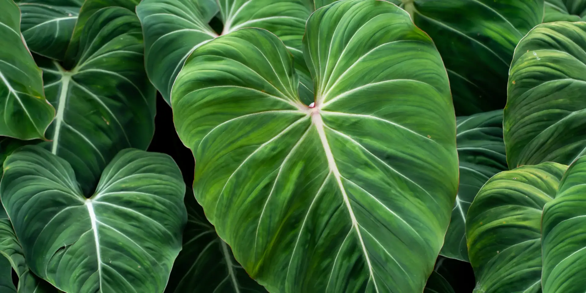 philodendron-rostlinkovo