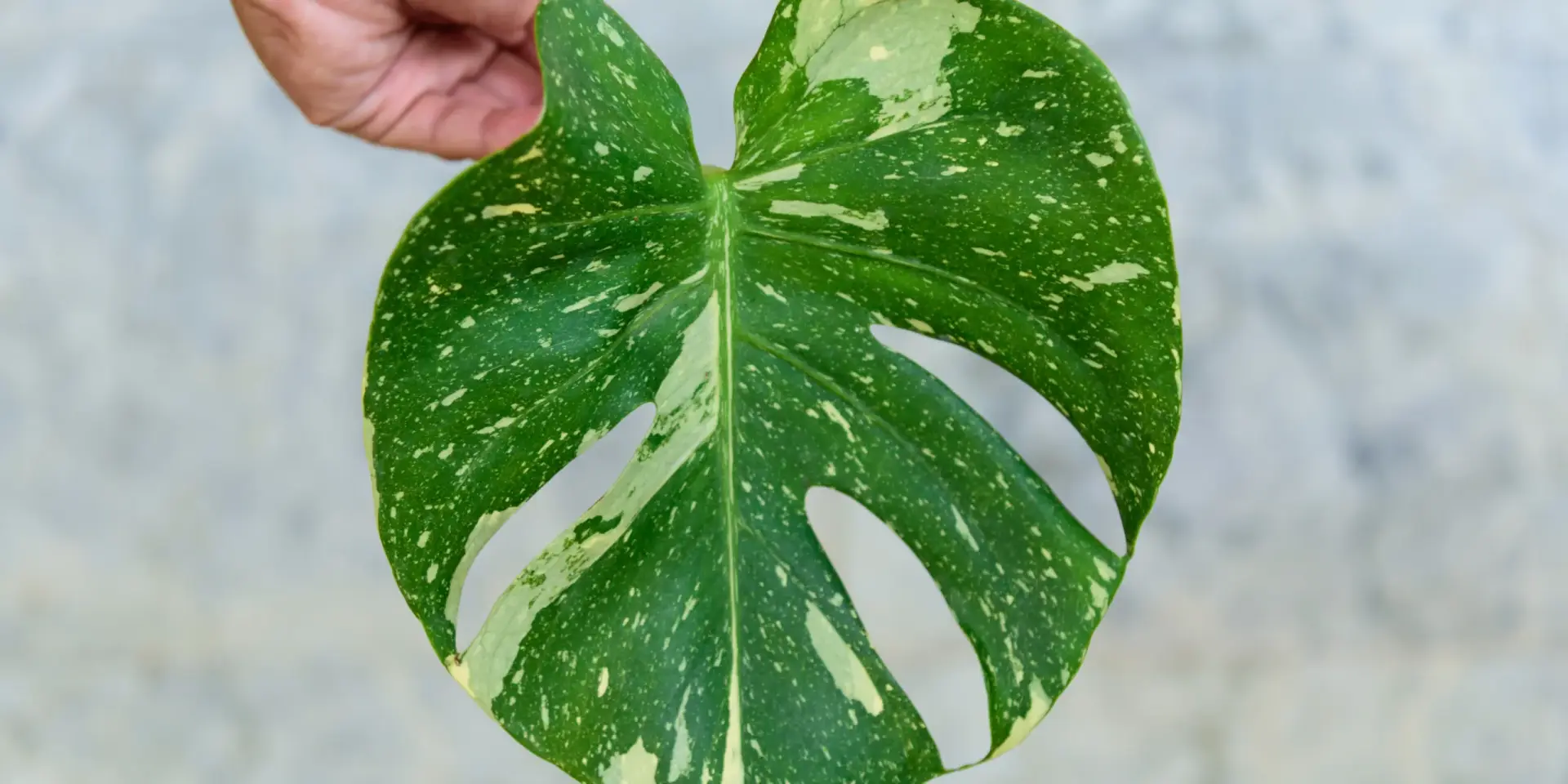 monstera-thai-constellation-rostlinkovo