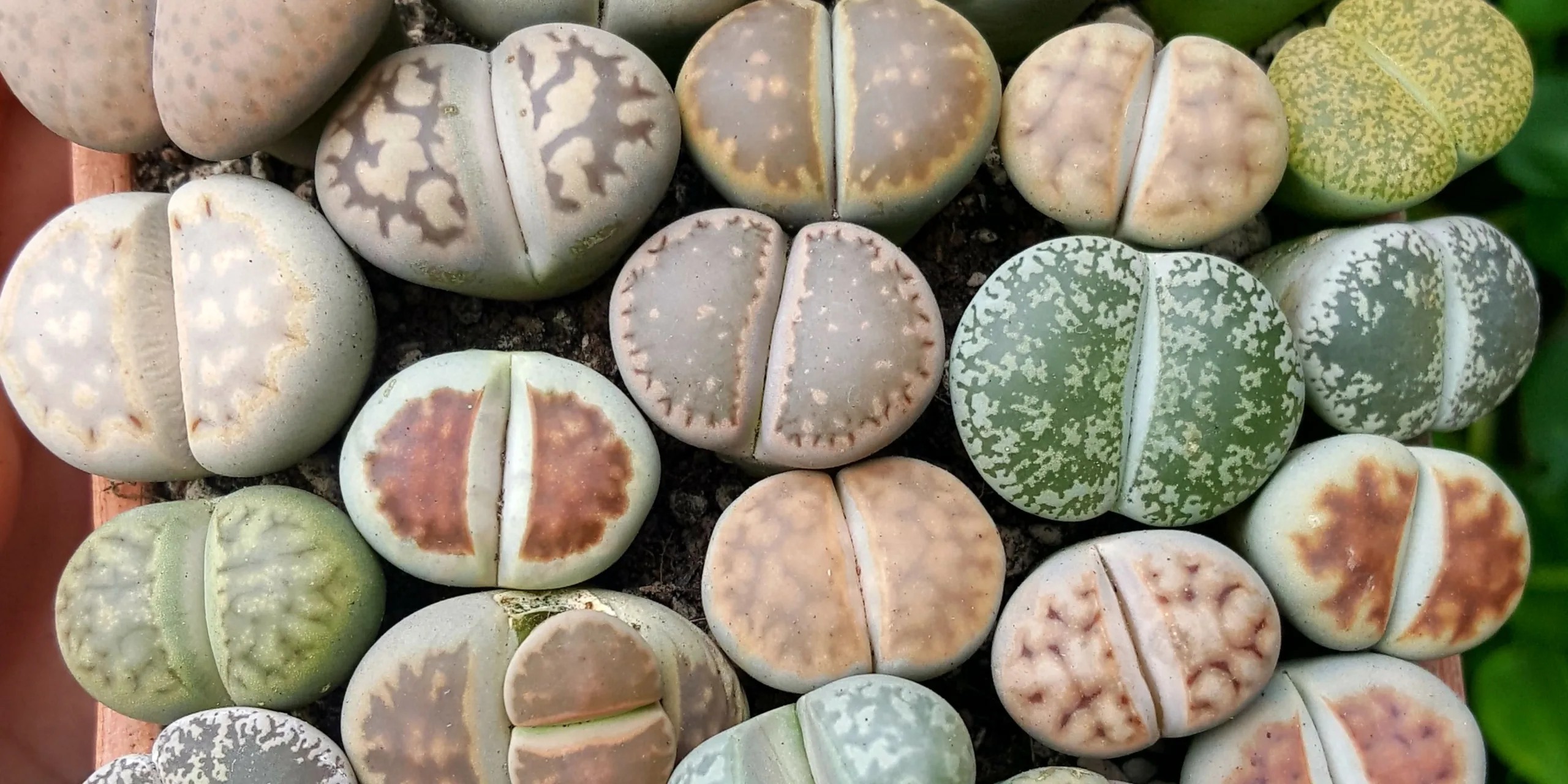 zive-kameny-lithopsy-rostlinkovo