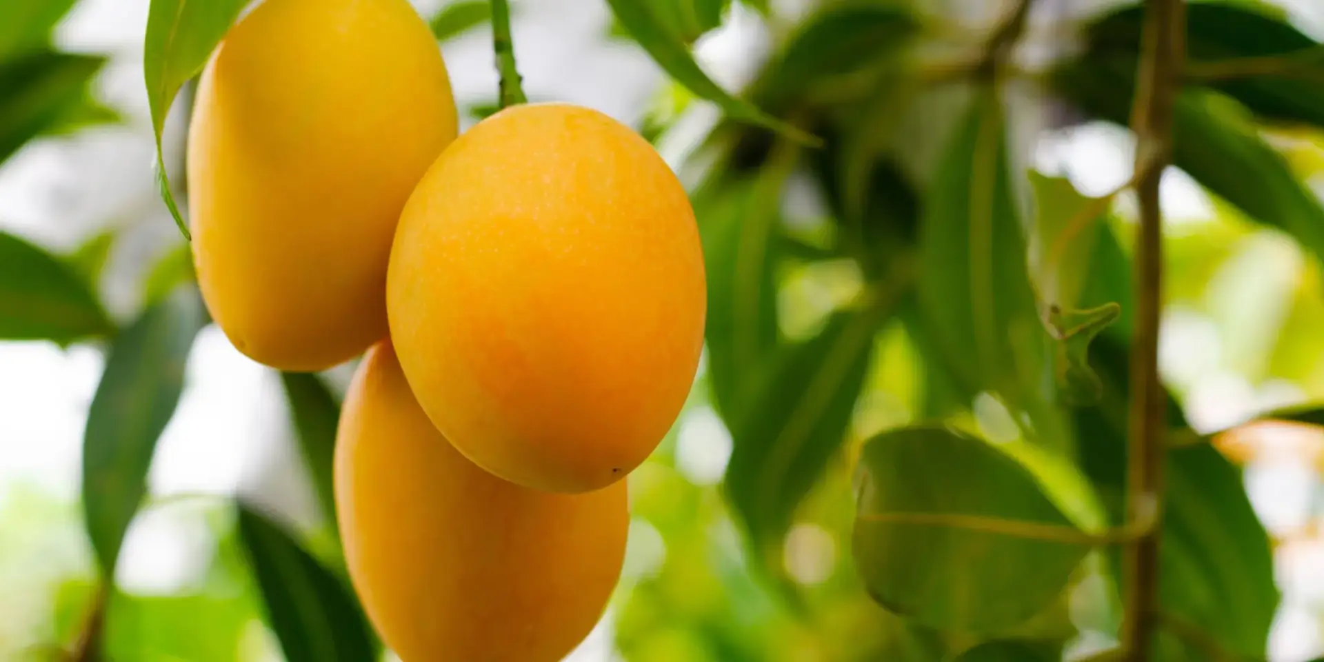 mango-z-pecky-rostlinkovo