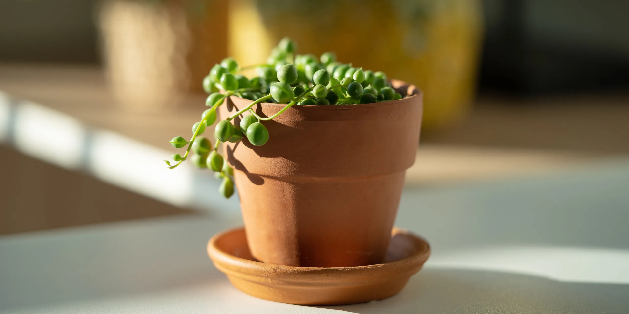 senecio-rowleyanus-rostlinkovo