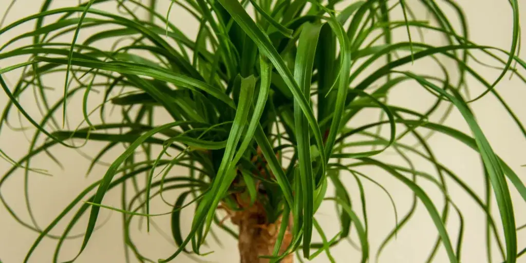 beaucarnea-sloni-noha-pěstitelský-návod-rostlinkovo
