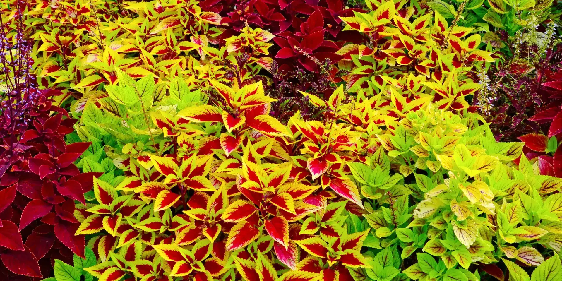 koleus-africká-kopřiva-jak-pěstovat-rostlinkovo