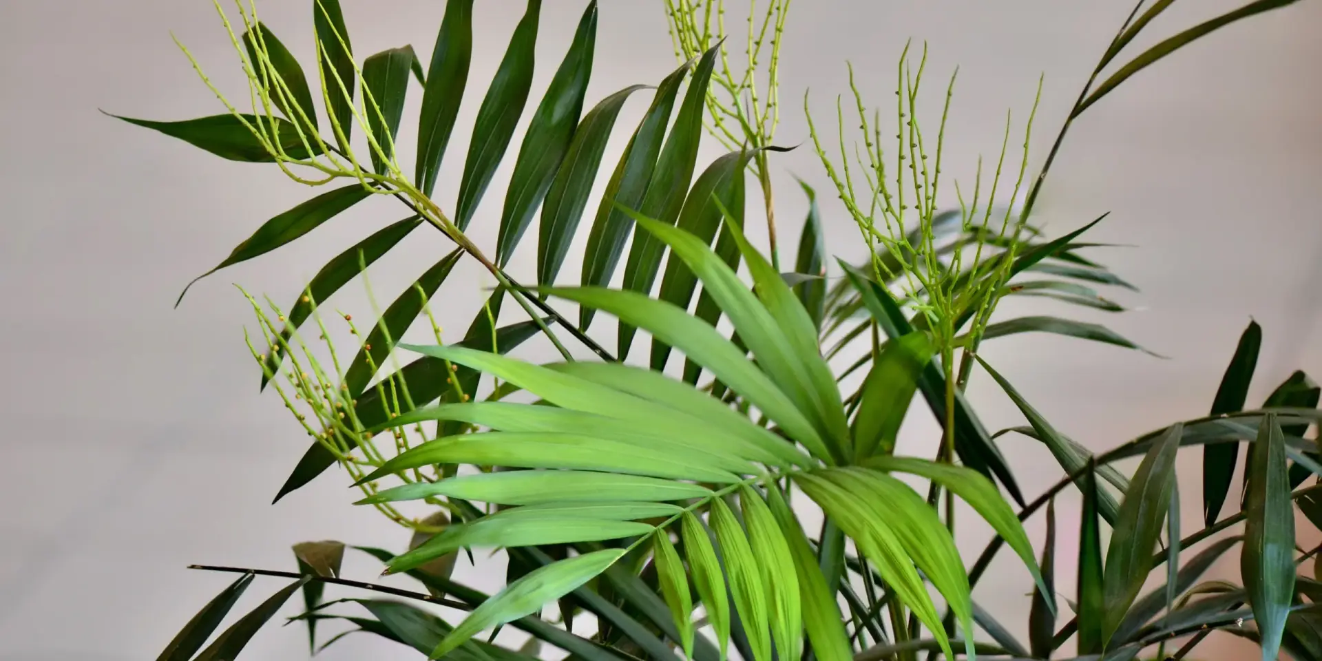 chamaedorea-rostlinkovo