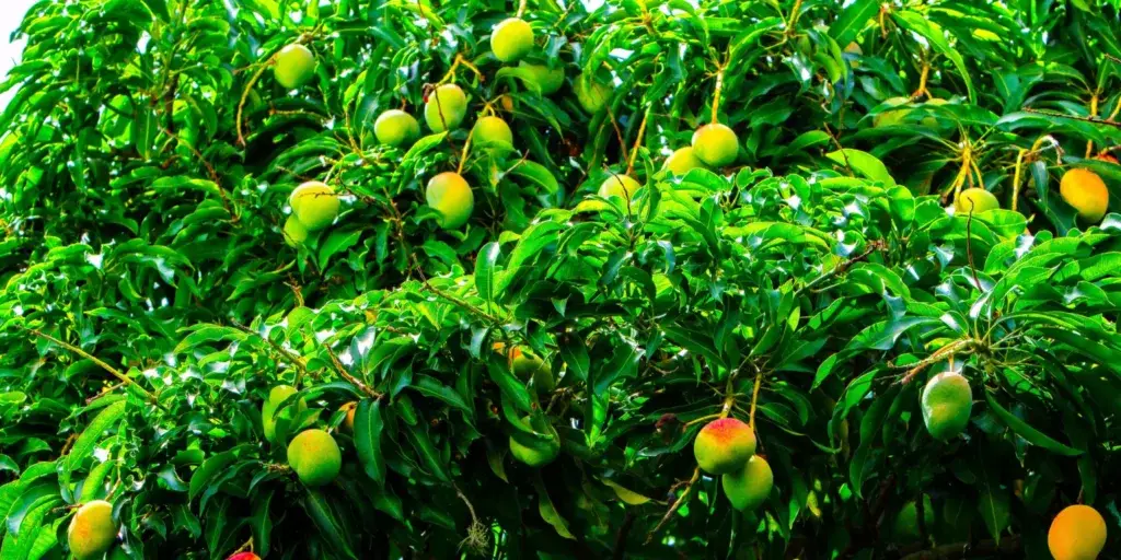mango-z-pecky-rostlinkovo