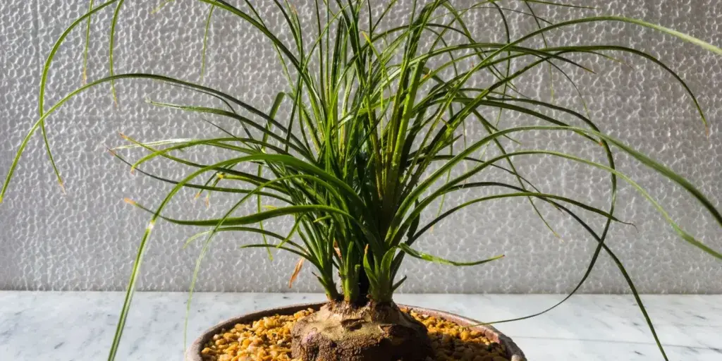 beaucarnea-sloni-noha-pěstitelský-návod-rostlinkovo