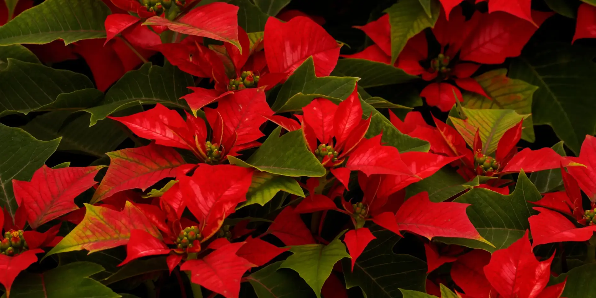 vanocni-ruze-poinsettie-rostlinkovo
