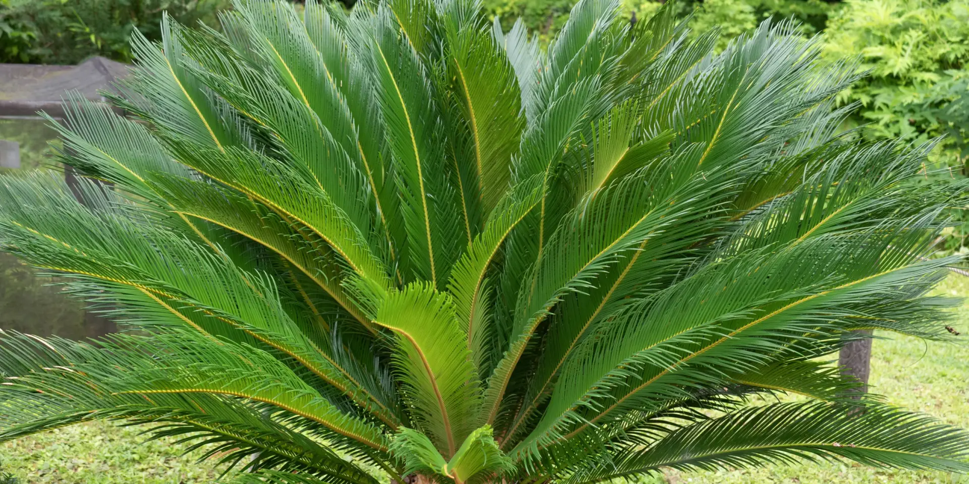 cycas-rostlinkovo