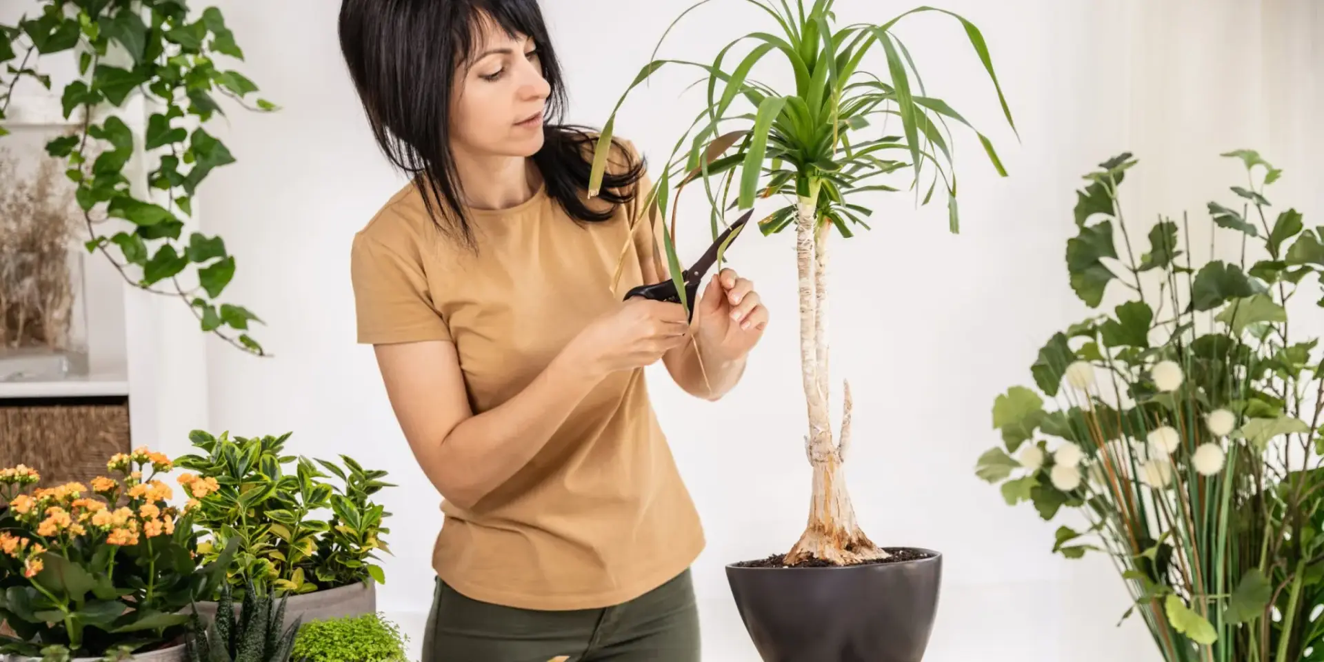 beaucarnea-sloni-noha-pěstitelský-návod-rostlinkovo