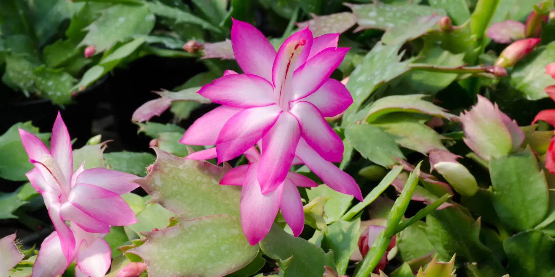 vanocni-kaktus-schlumbergera-rostlinkovo