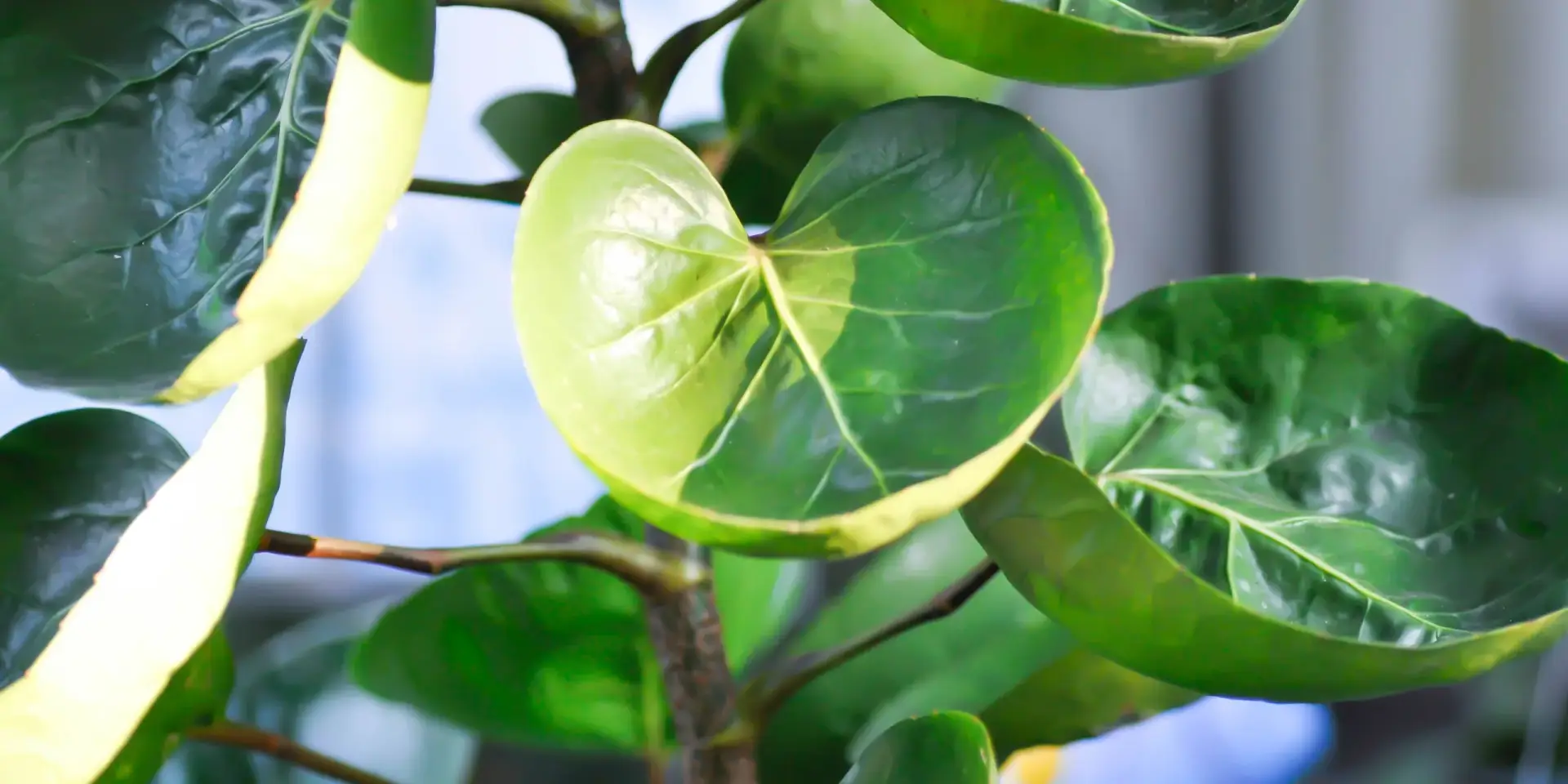 polyscias-rostlinkovo