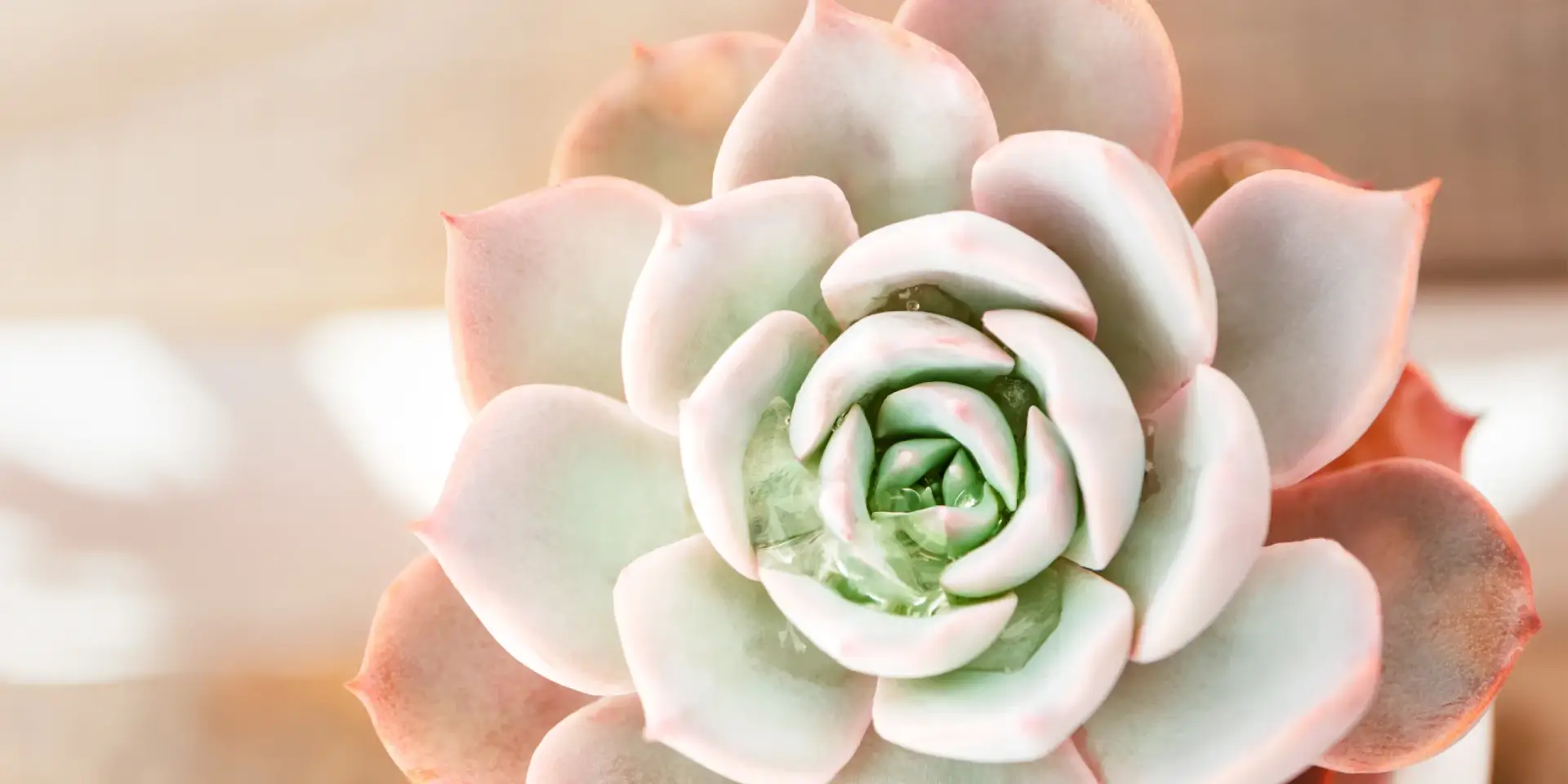 echeveria-rostlinkovo