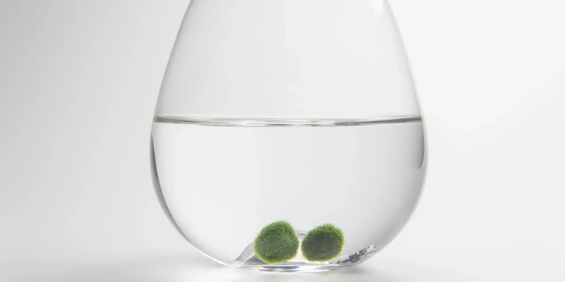 rasokoule-rostlinkovo