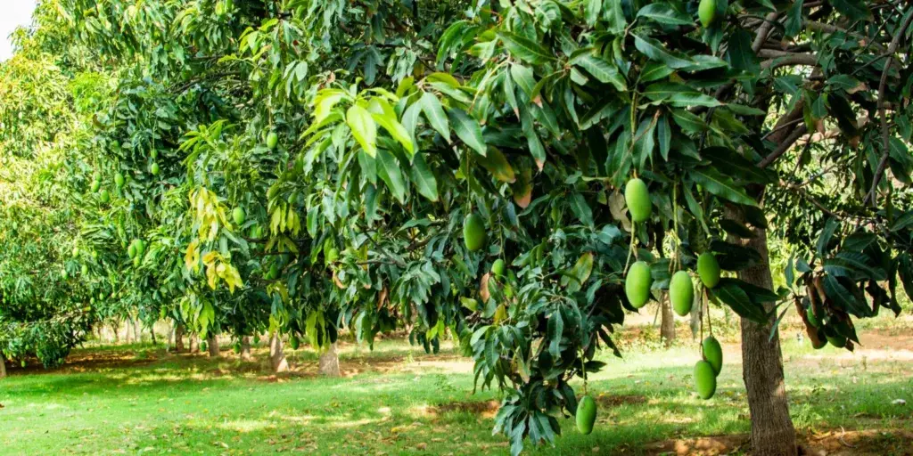 mango-z-pecky-rostlinkovo
