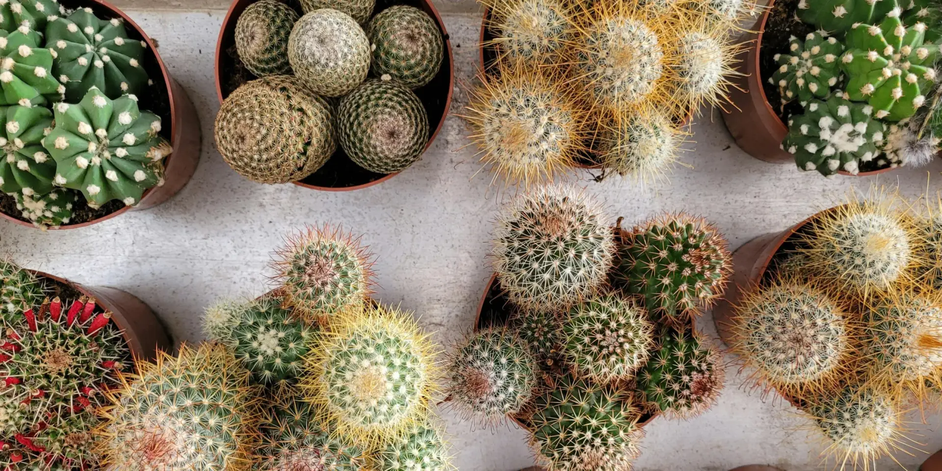 kaktusy-rostlinkovo
