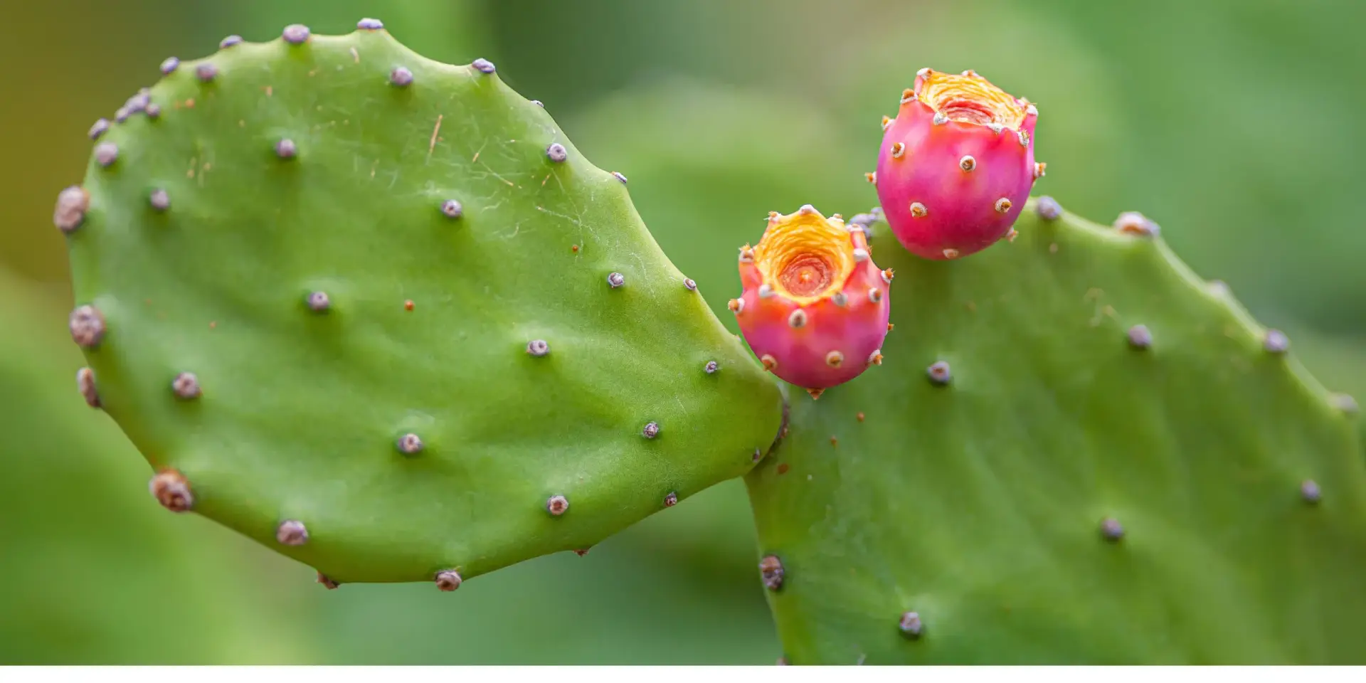 opuncie-kaktus-rostlinkovo