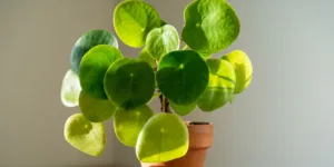 pilea-peperomioides-rostlinkovo