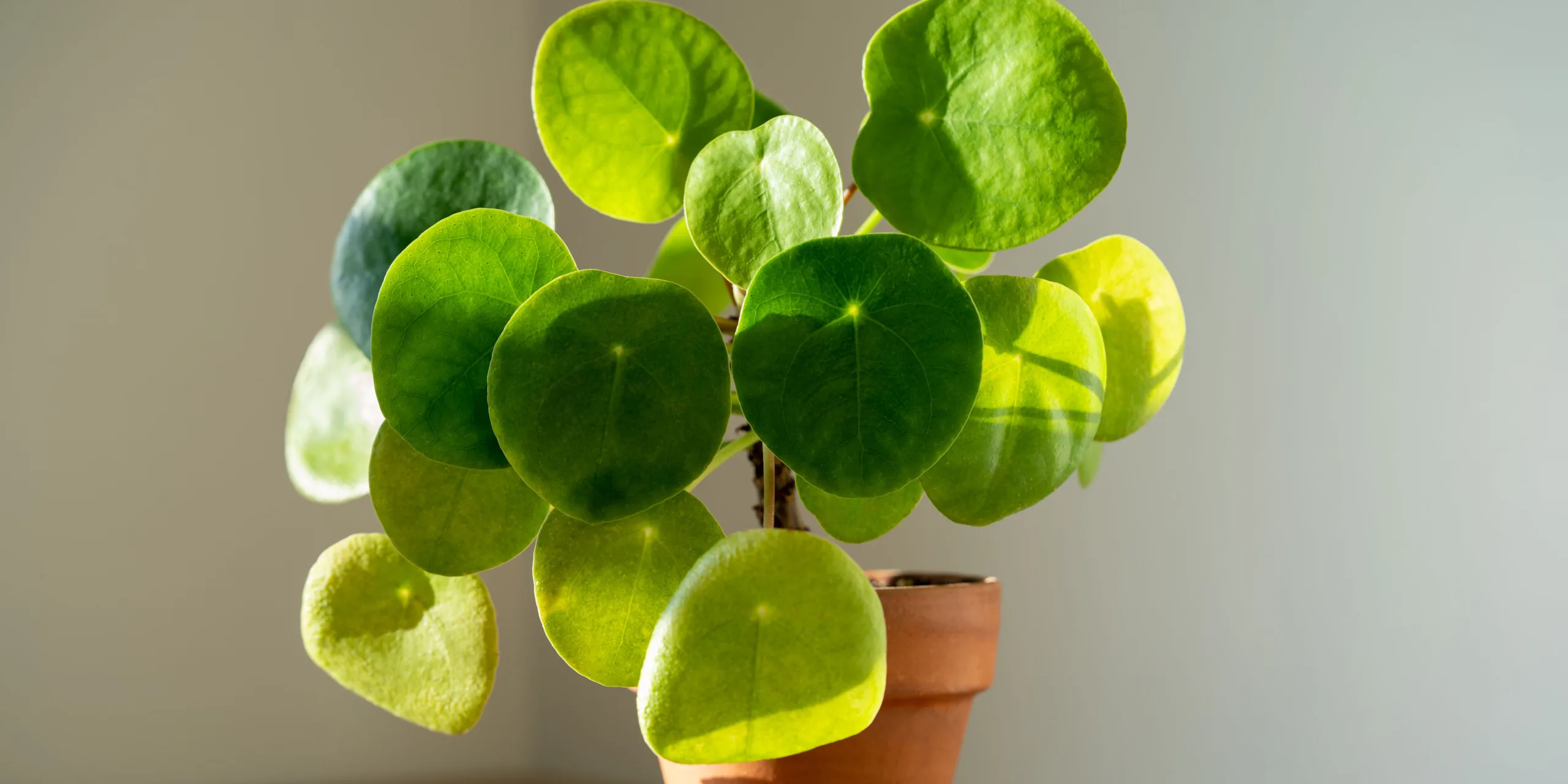 pilea-peperomioides-rostlinkovo