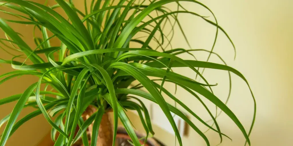beaucarnea-sloni-noha-pěstitelský-návod-rostlinkovo