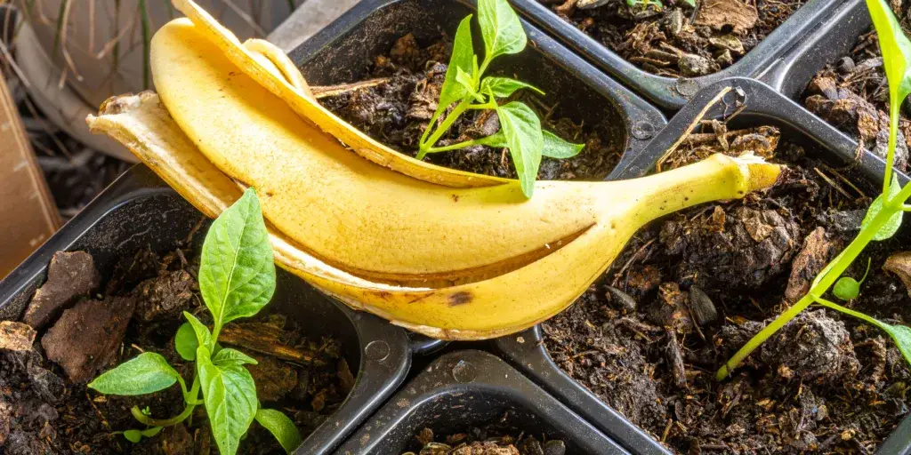 hnojivo-z-bananovych-slupek-rostlinkovo