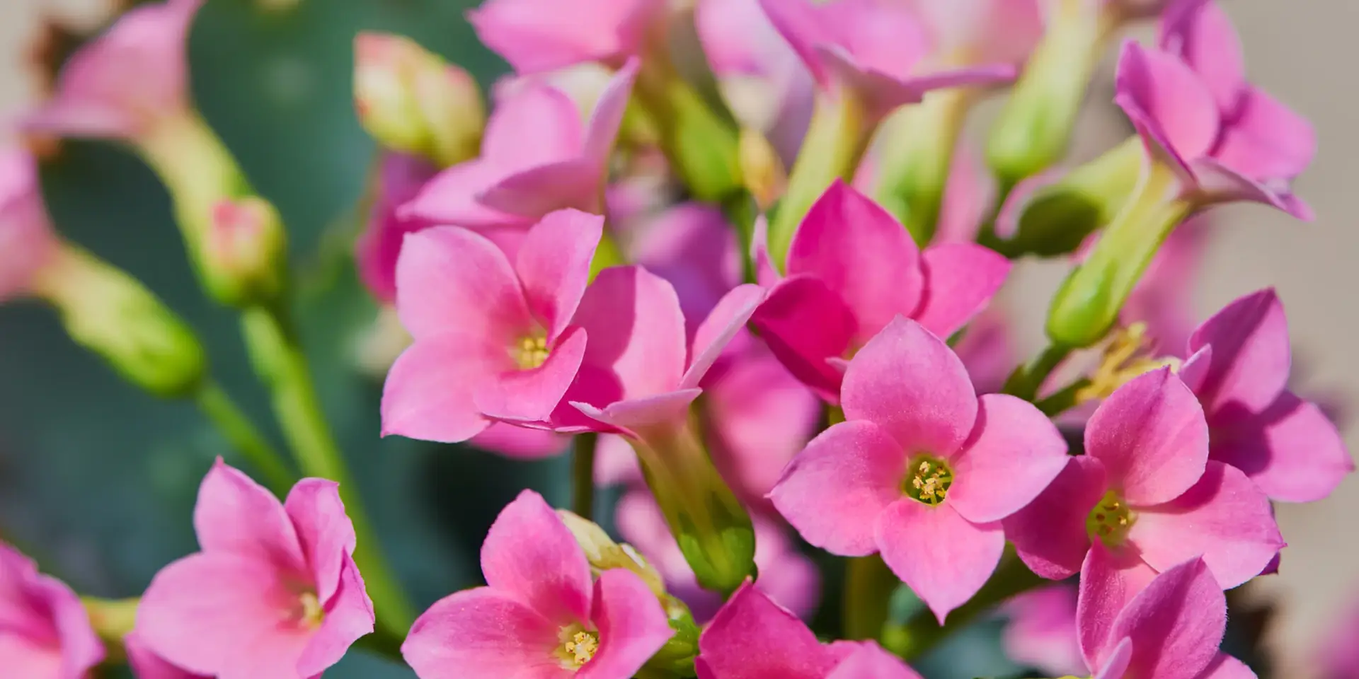 kalanchoe-rostlinkovo