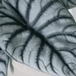 alocasia-silver-dragon-rostlinkovo