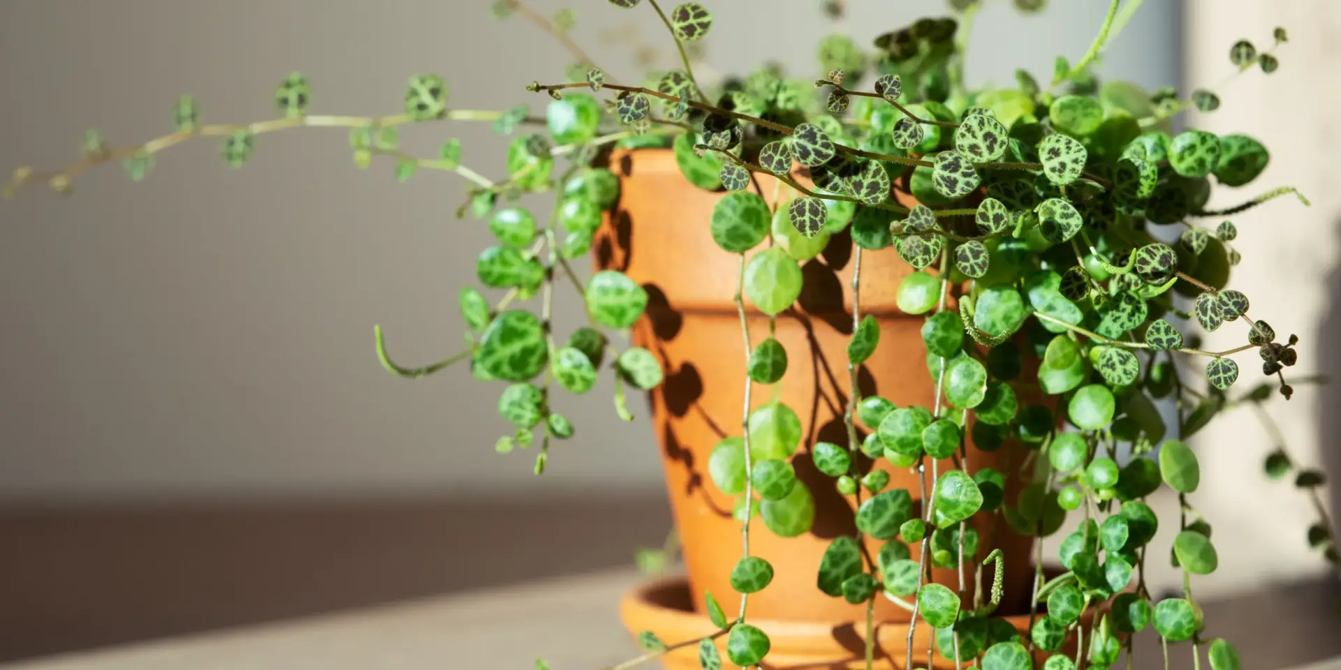 peperomia-prostrata-string-of-turtles-rostlinkovo