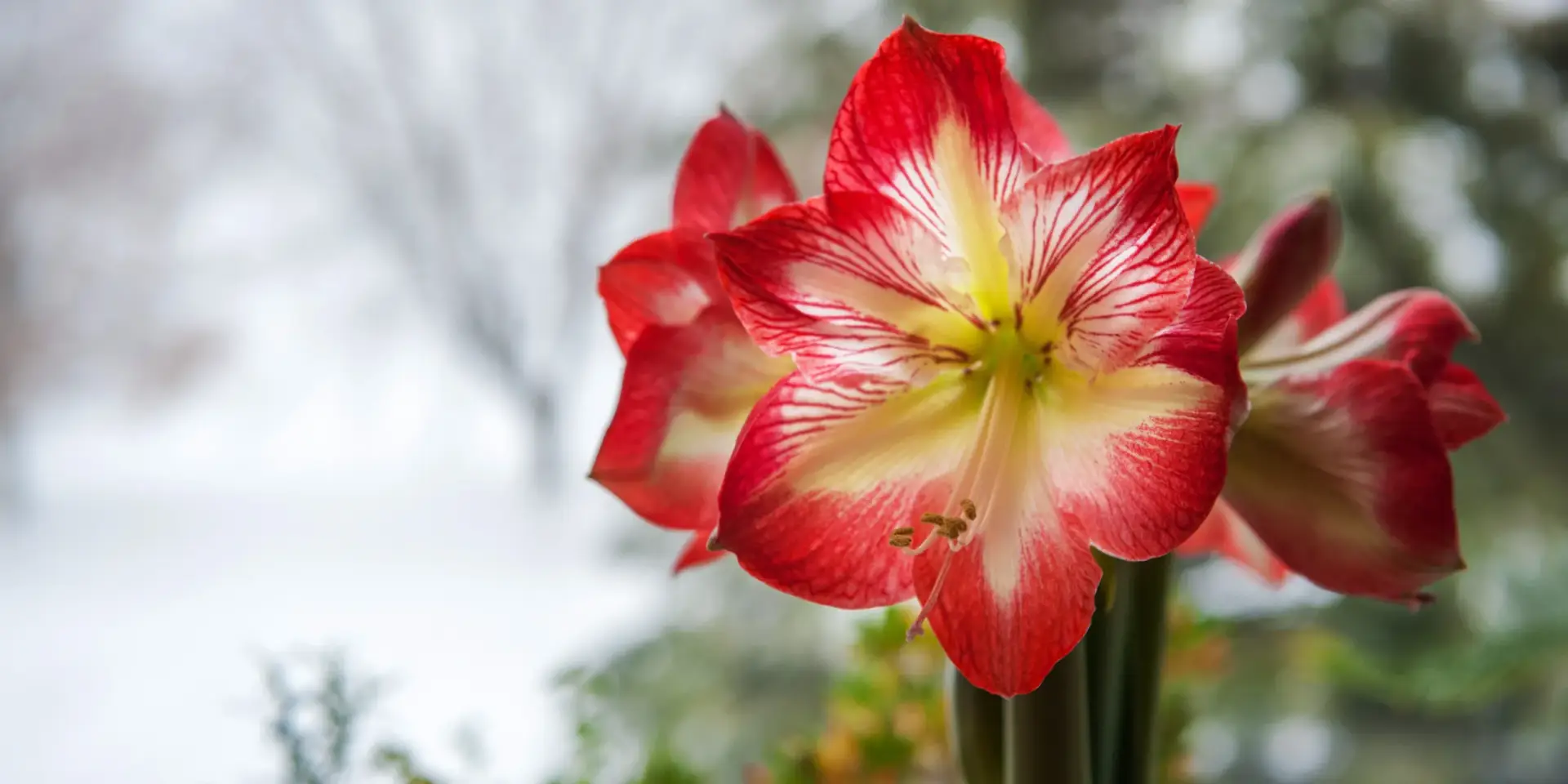 amarylis-rostlinkovo