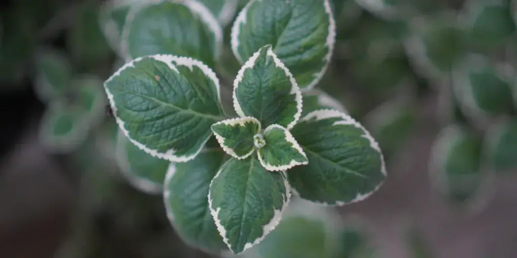 panasovany-rymovnik-rostlinkovo