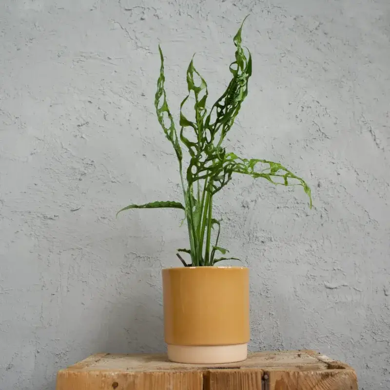 monstera-obliqua-peru-rostlinkovo