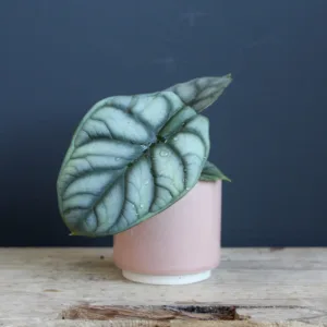 alocasia-silver-dragon-rostlina-pokojovka-rostlinkovo