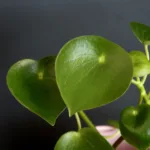 peperomia-raindrop-rostlinkovo