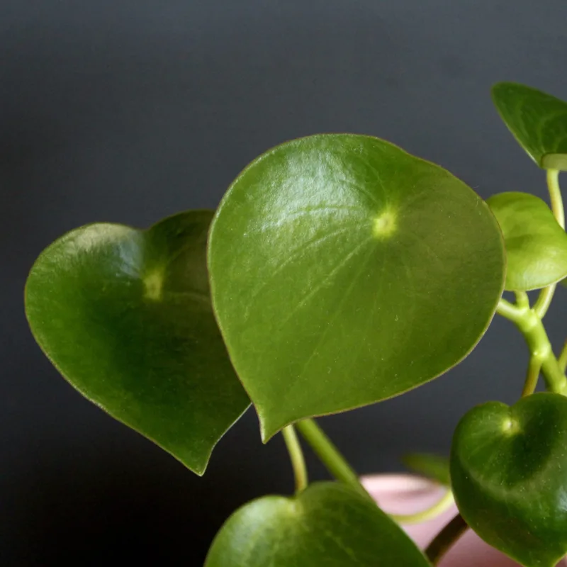 peperomia-raindrop-rostlinkovo