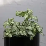 fittonia-white-tiger-rostlinkovo