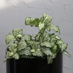 fittonia-white-tiger-rostlinkovo