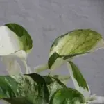 epipremnum-happy-leaf-rostlinkovo