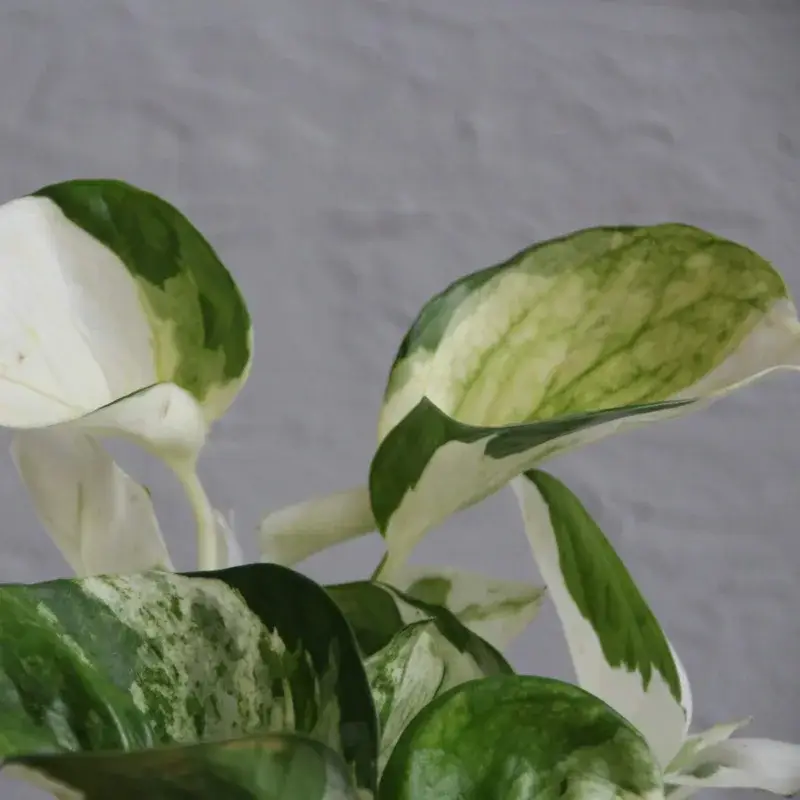 epipremnum-happy-leaf-rostlinkovo