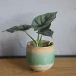 alocasia-silver-dragon-rostlinkovo