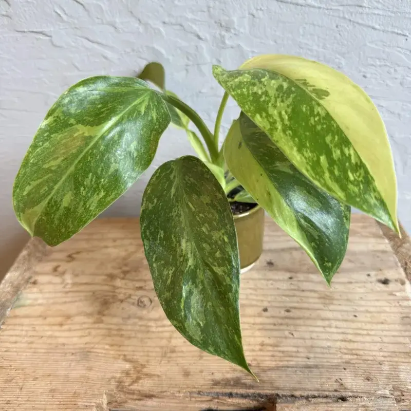 philodendron-jose-buono-rostlinkovo
