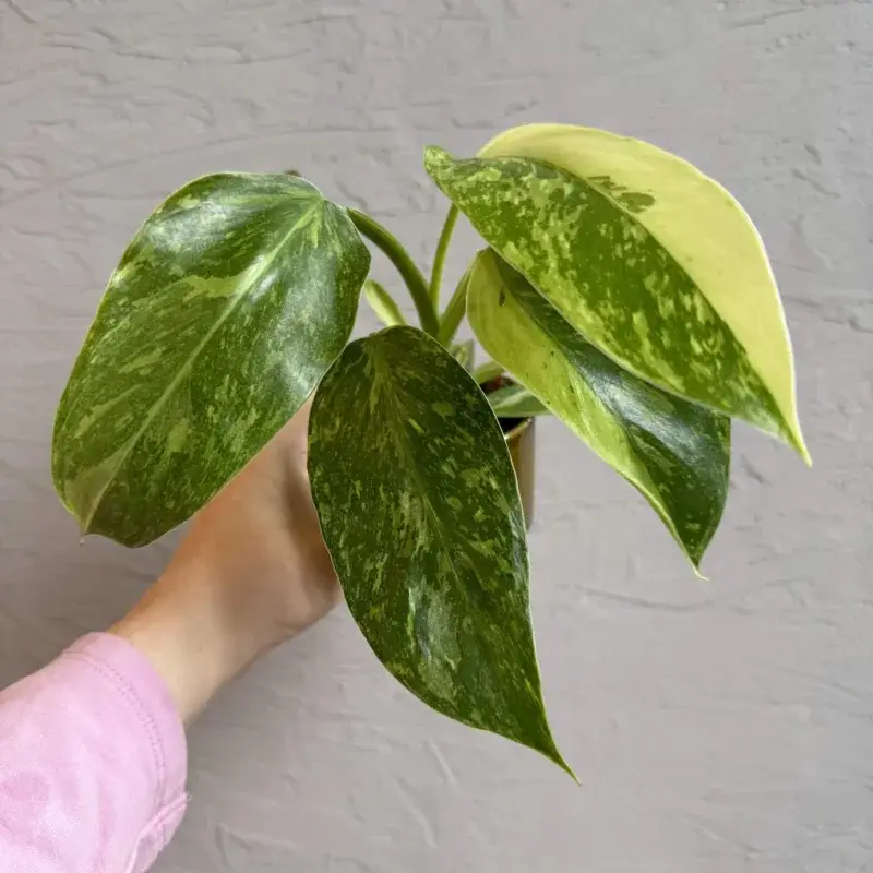 philodendron-jose-buono-rostlinkovo
