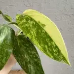 philodendron-jose-buono-rostlinkovo