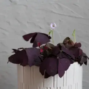 oxalis-mijke-fialovy-rostlinkovo