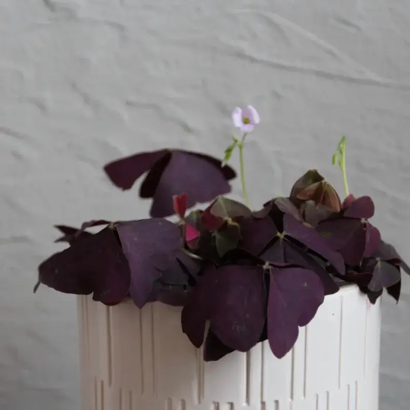 oxalis-mijke-fialovy-rostlinkovo