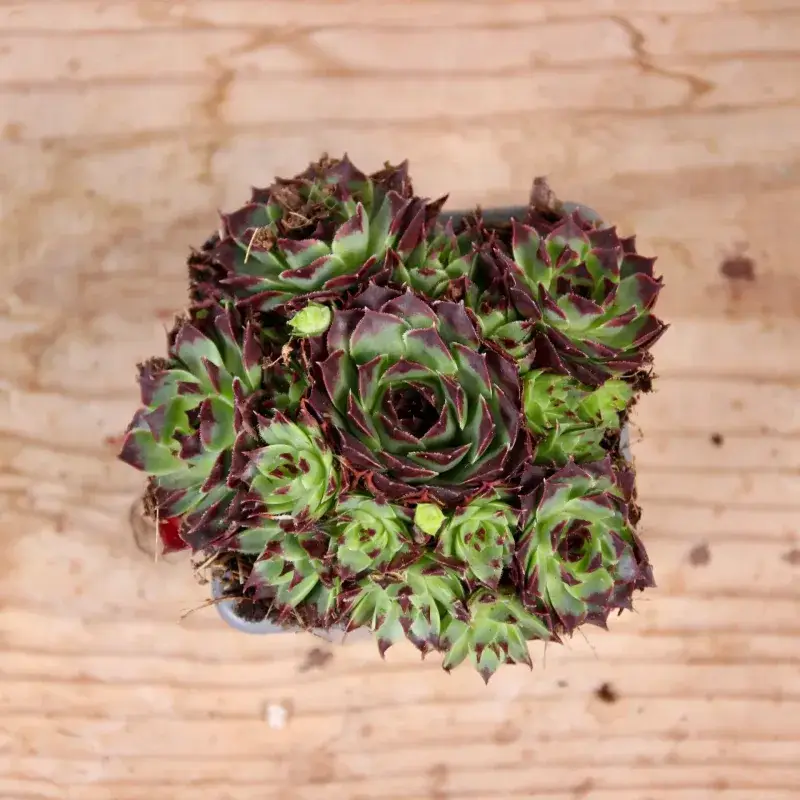 sempervivum-black-rostlinkovo