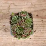 sempervivum-purple-dazzler-rostlinkovo