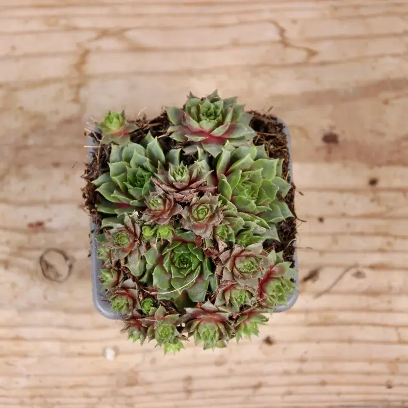 sempervivum-purple-dazzler-rostlinkovo