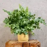 phlebodium-aureum-davana