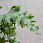 phlebodium-aureum-davana